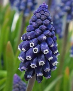 Muscari Joyce Spirit